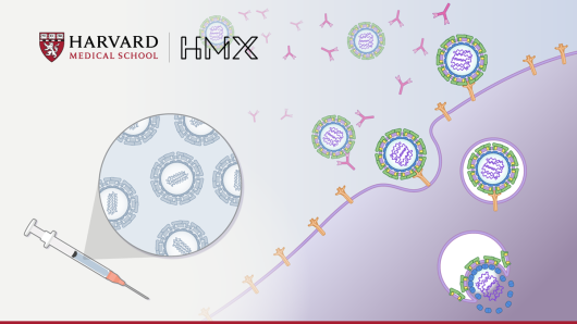 Vaccines and Viral Immunology | Harvard University