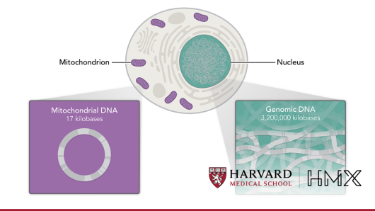 Genetics – Essentials | Harvard University