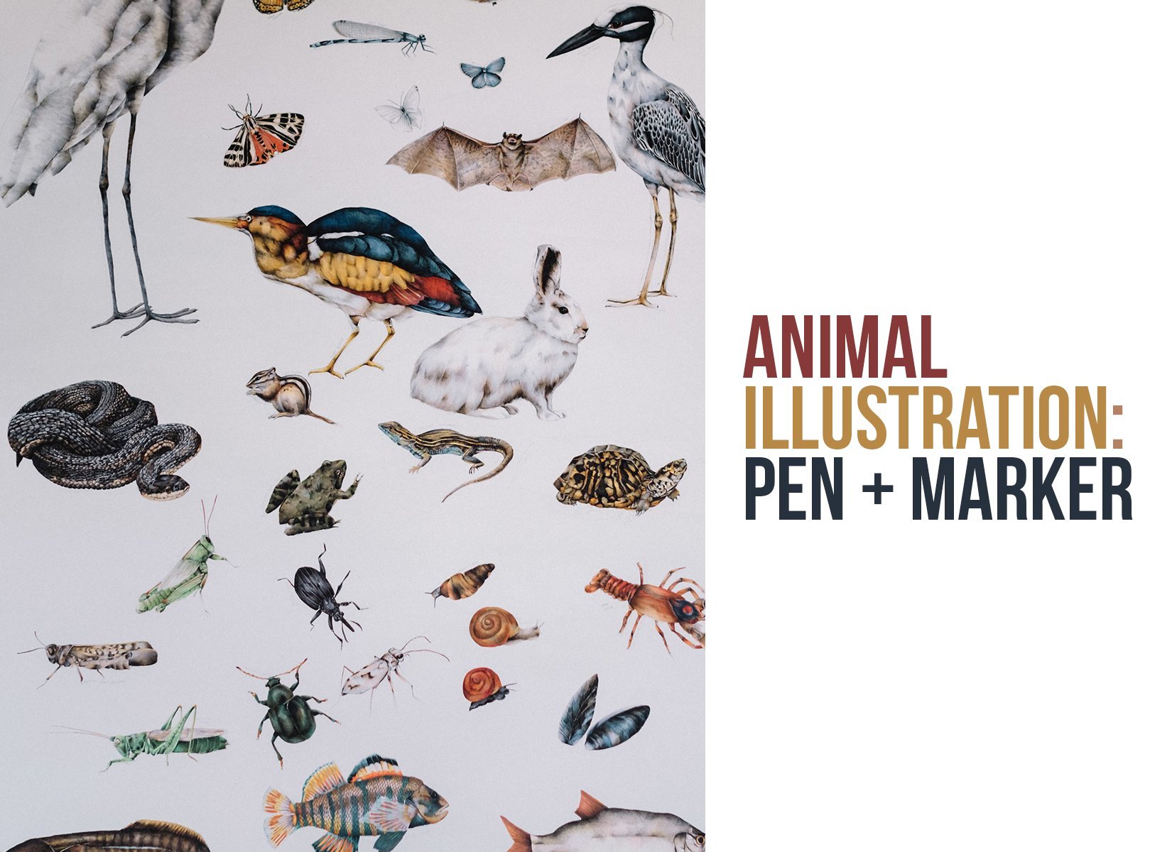 Animal Illustration: Pen and Marker