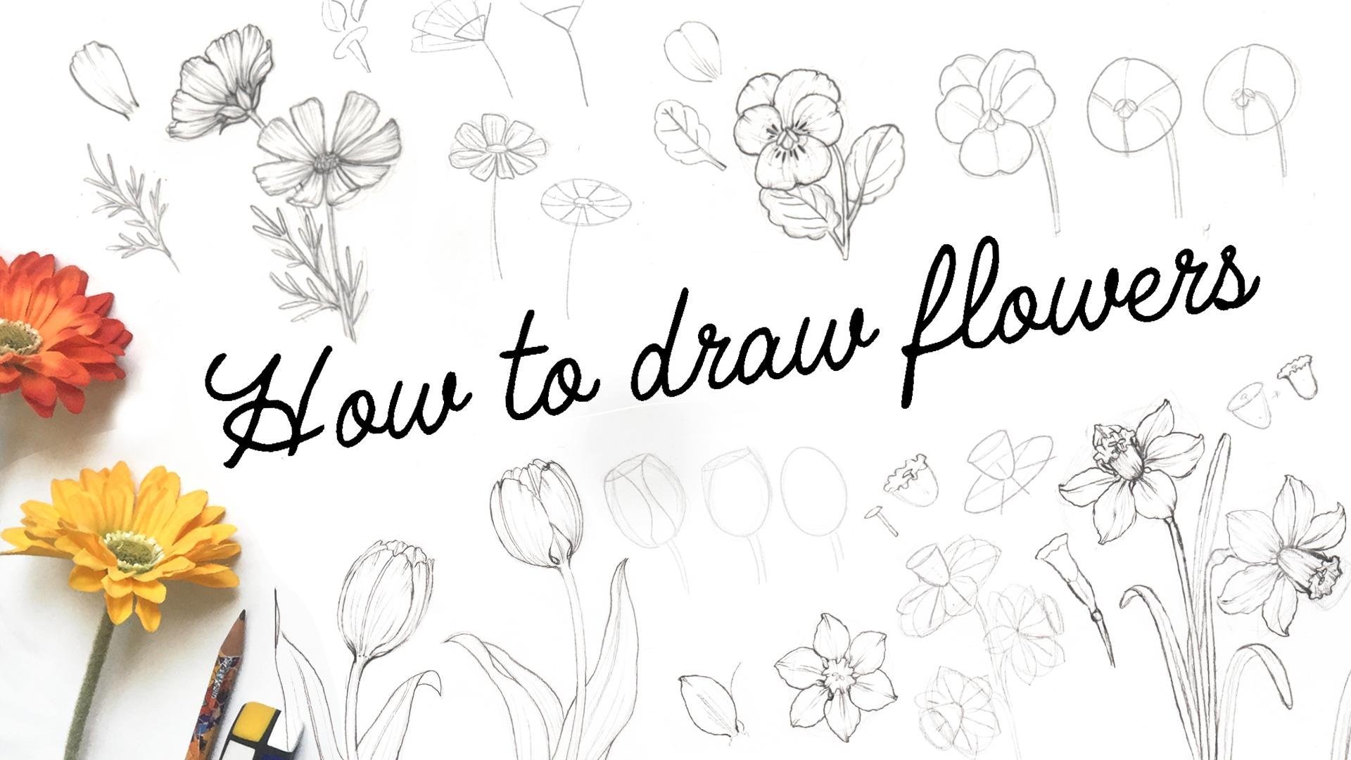 Learn to draw flowers, from simple shapes to a more realistic drawing