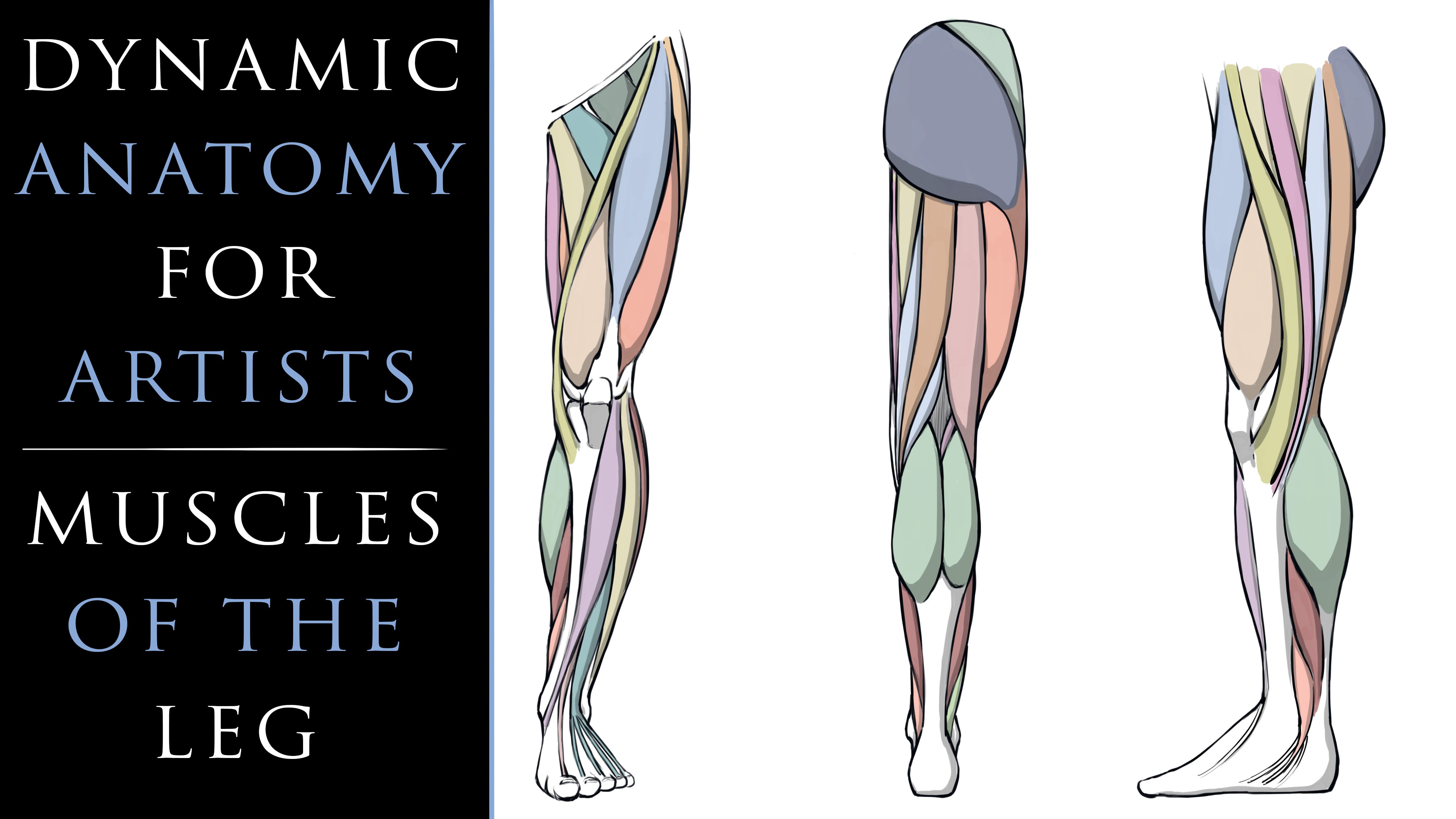 Dynamic Anatomy for Artists - Muscles of the Leg