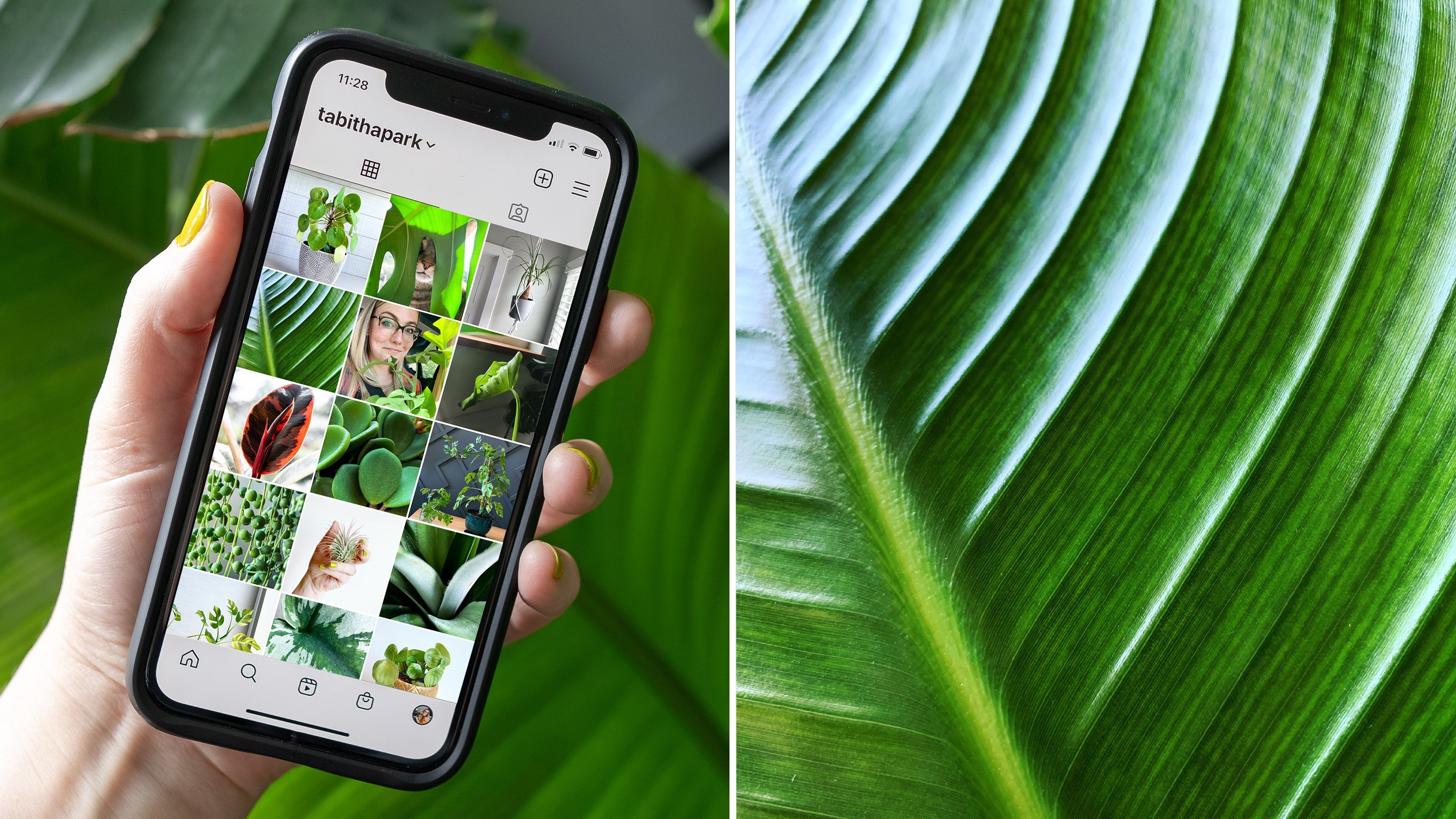 Plant Photography: Take Better Photos at Home for Instagram