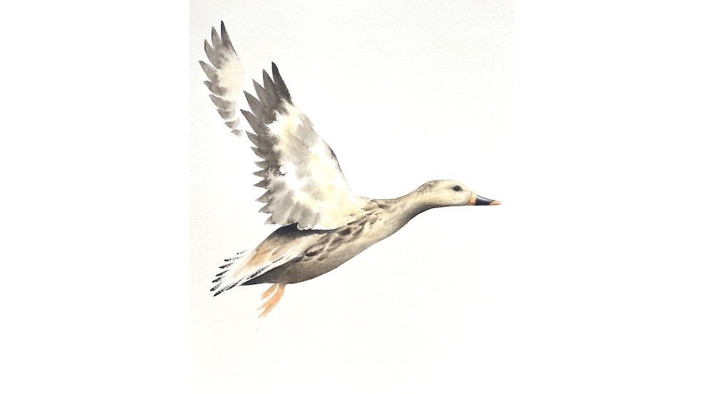 Flying Duck Watercolour - Simplifying Patterns and Wings