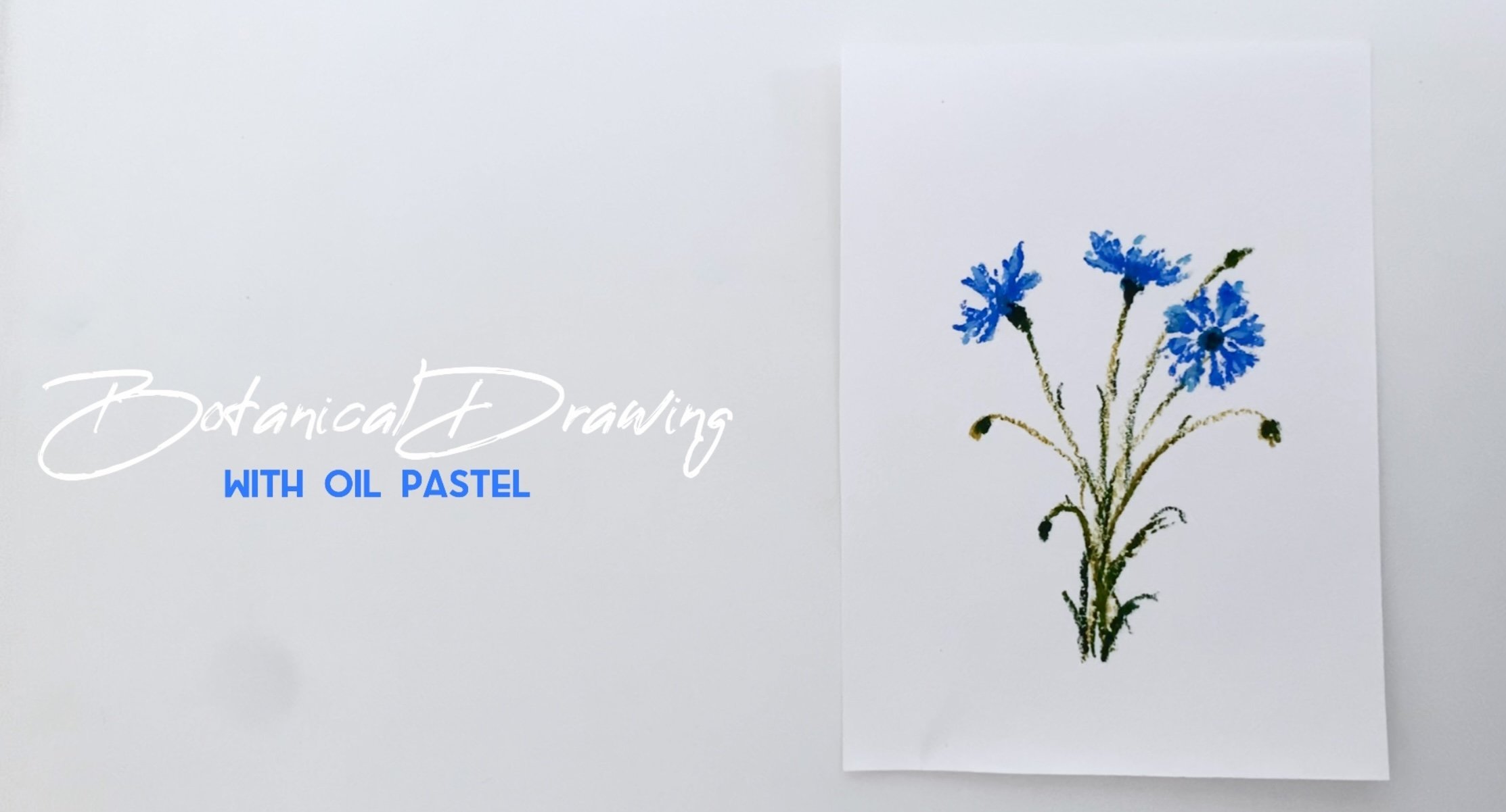 Botanical Drawing With Oil Pastels: Cornflowers